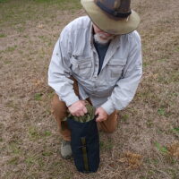 Pair of Sparrowhawks